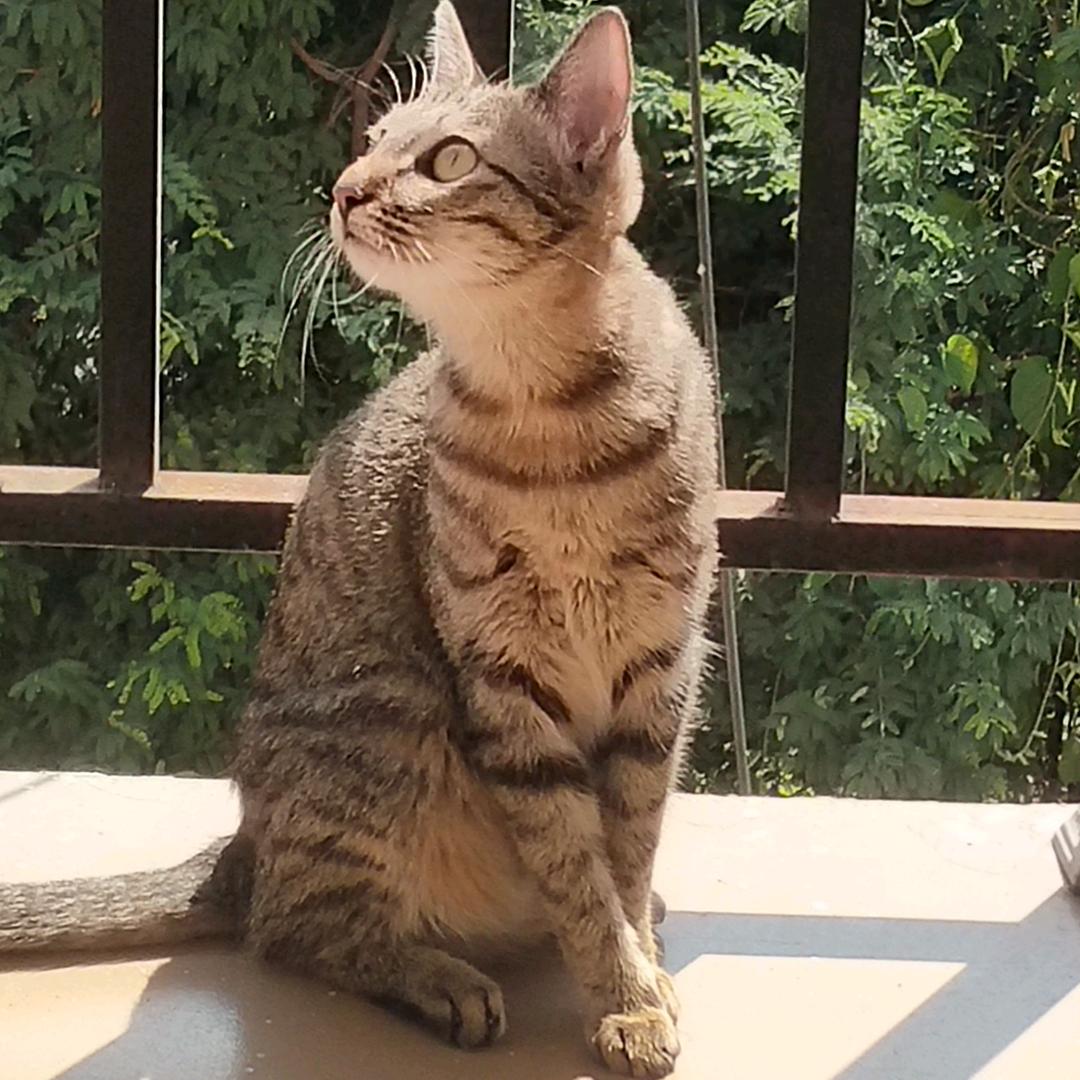 桃之夭夭，灼灼其华