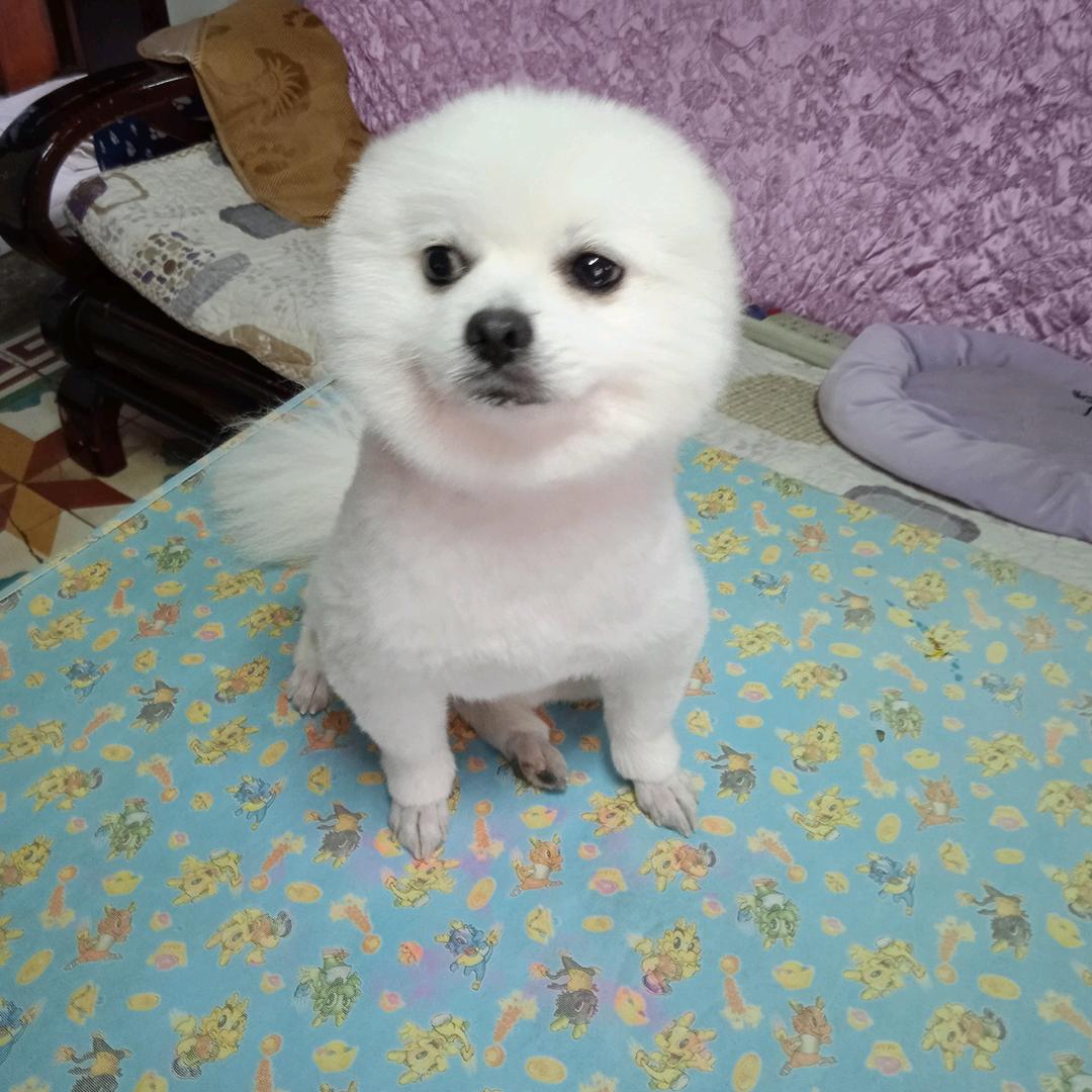 红叶