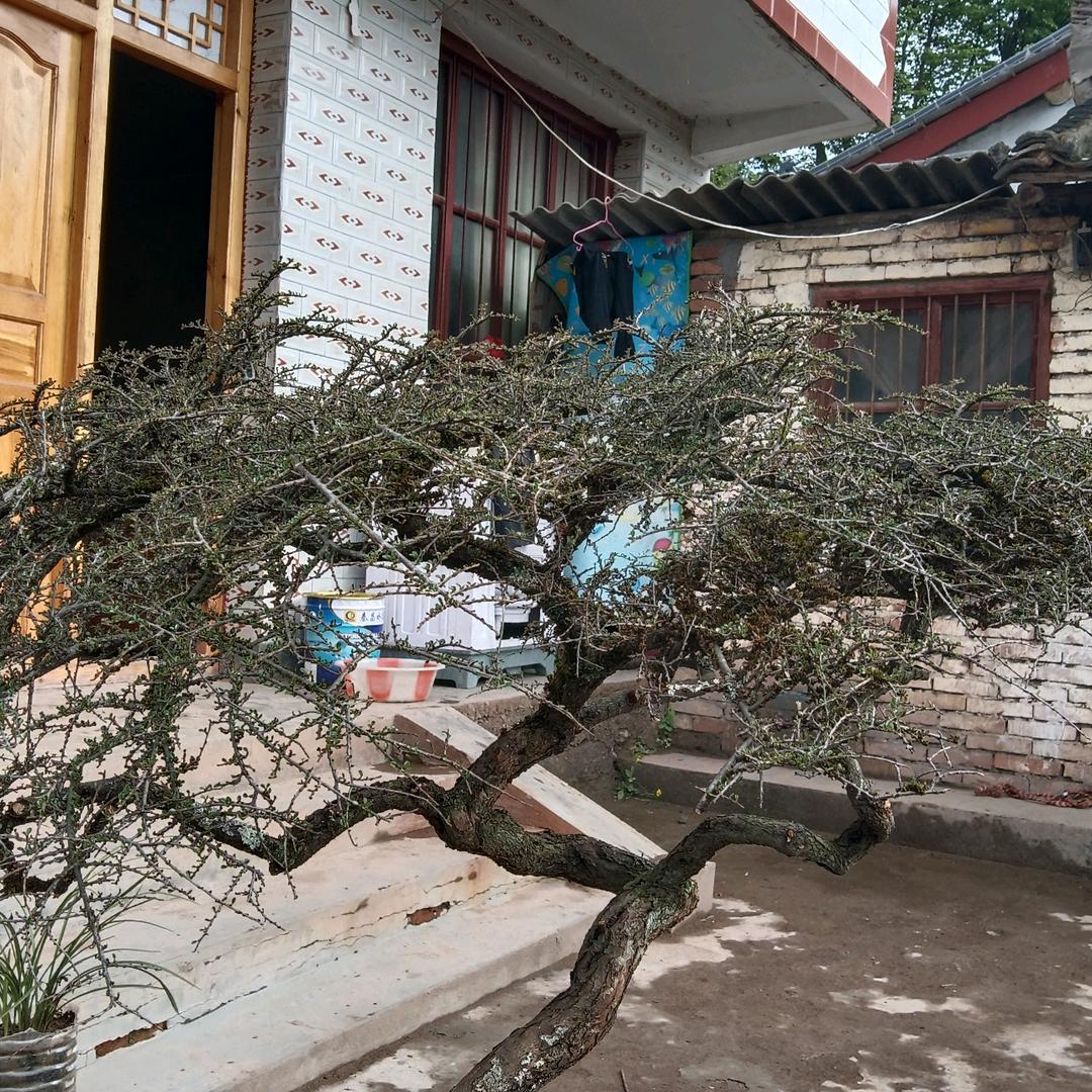 农村二哥爱盆景888