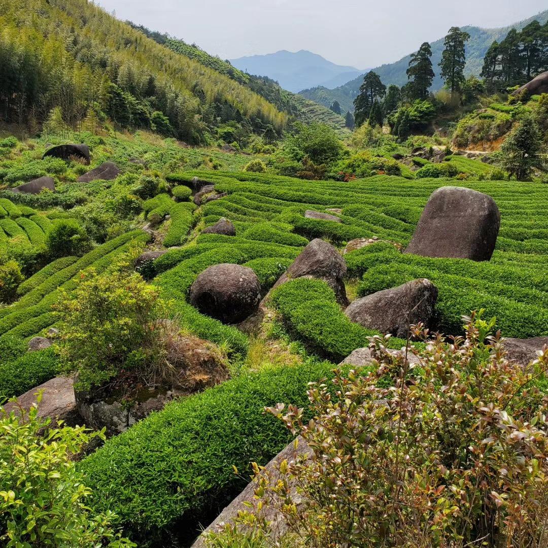 ＠武夷山一亩茶文化有限公司