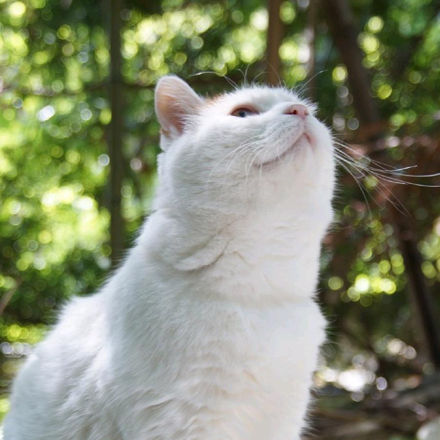 大猫姐