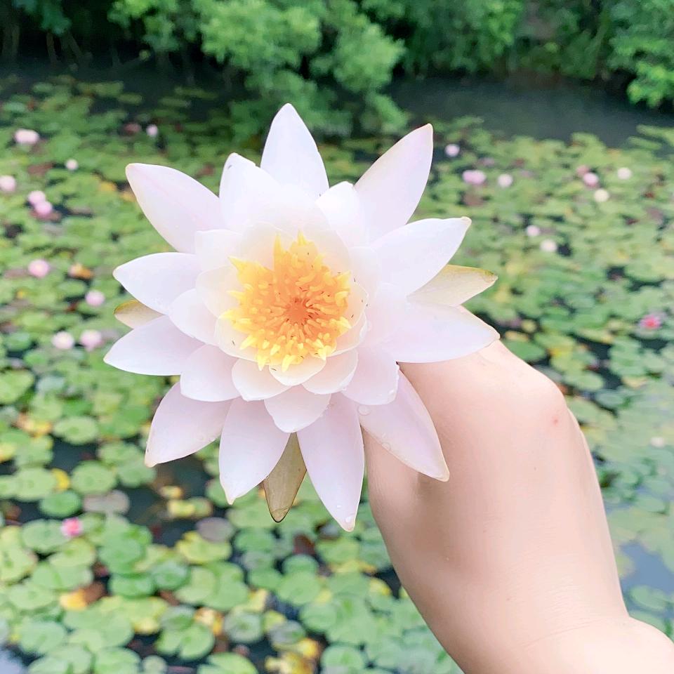娜娜  娜娜