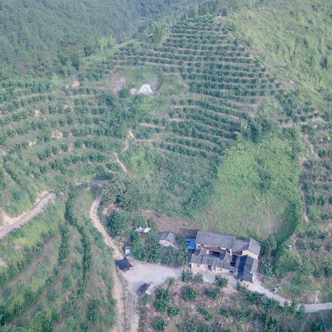 （果园好果场）李达明