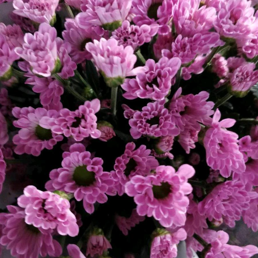 何培艳，新沂伟超菊花基地种苗全国发货