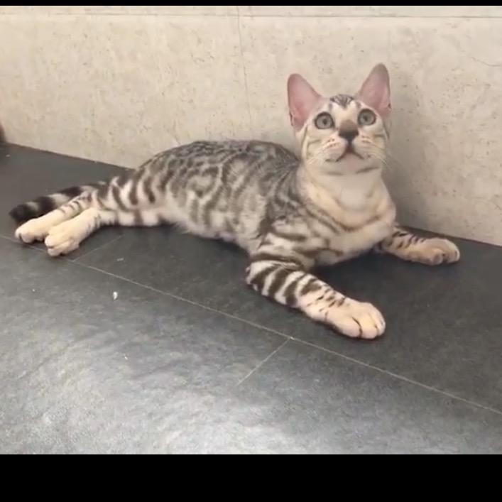 豹总-（孟加拉豹猫）