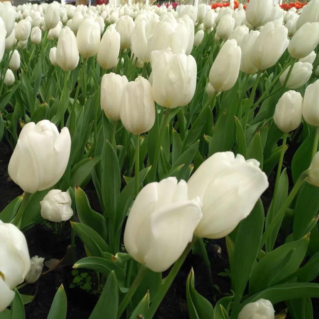 戴小戴红蜻蜓(龙湖东安天街店)