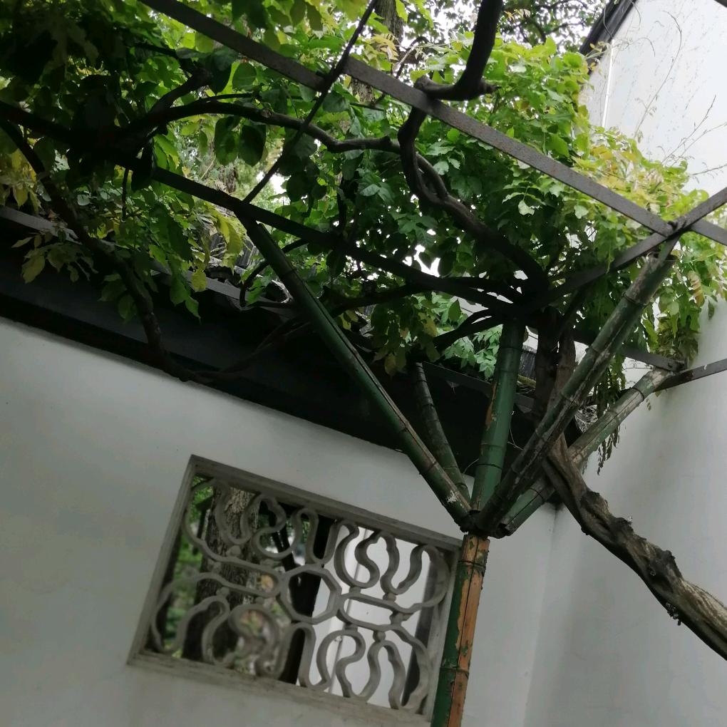 竹