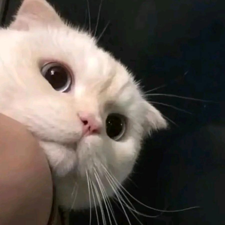 小鬍