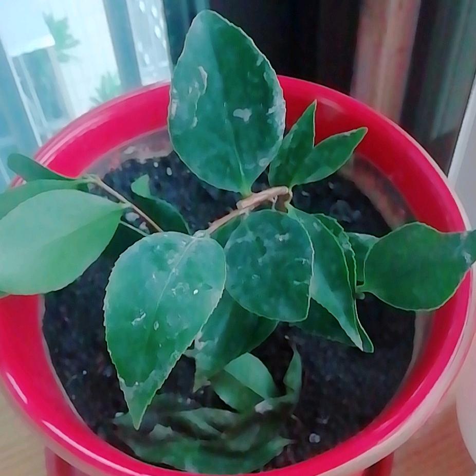 林中木（减肥中）