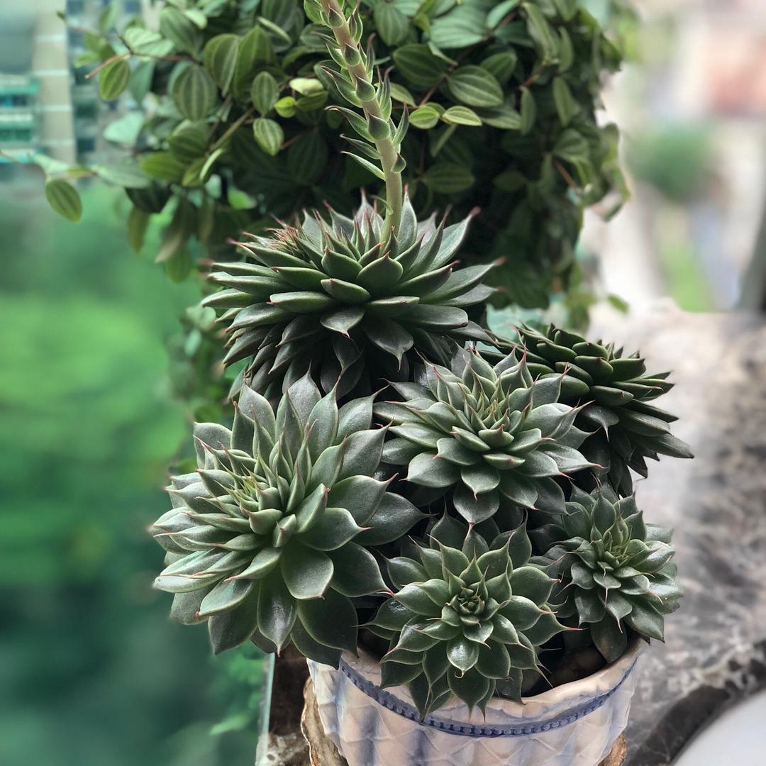 🌟小星星