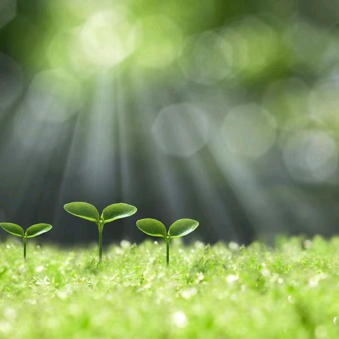 幸运草😜(○ °△ °)っ【||||||