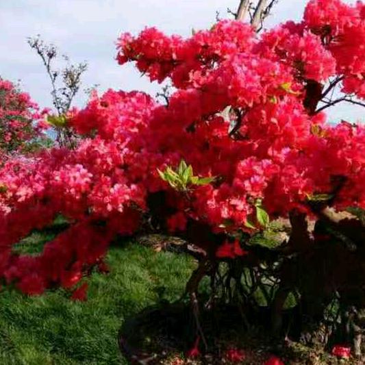 春霞映山红园艺