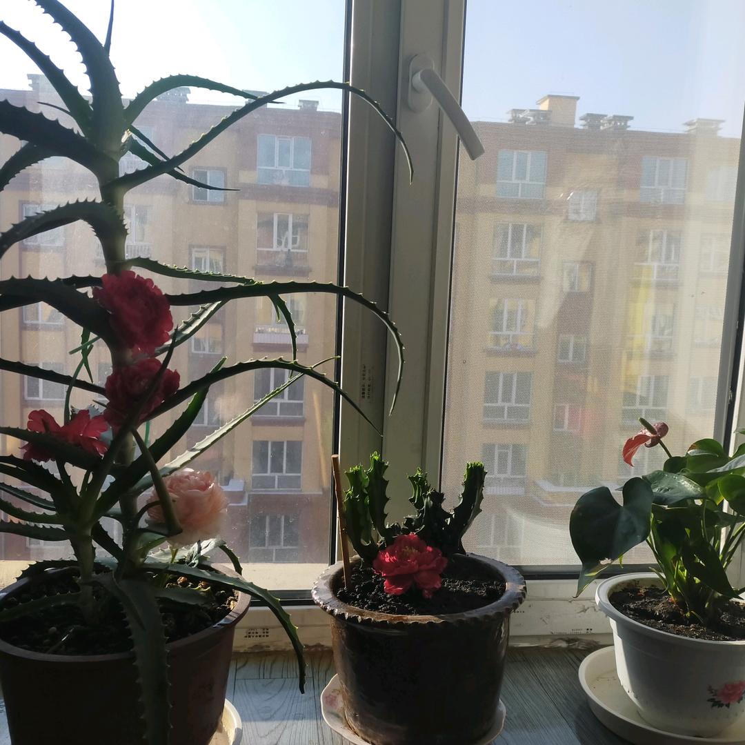 用户5628283678008如意