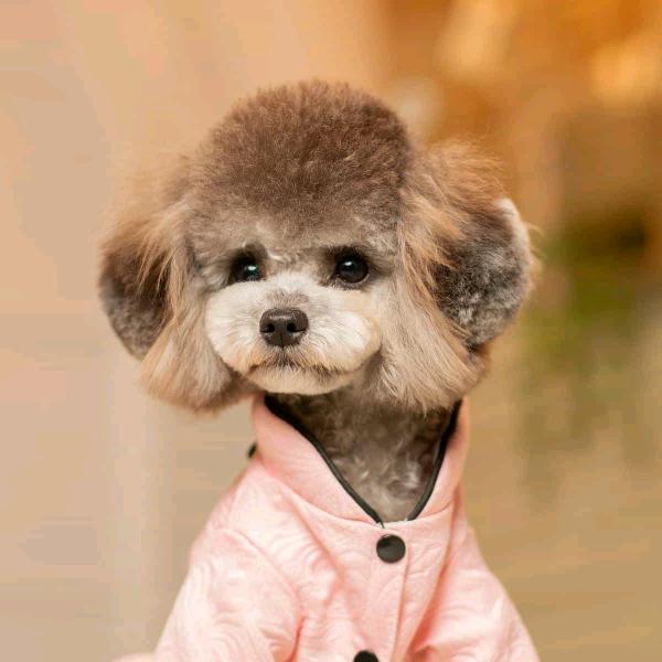 犟脾气
