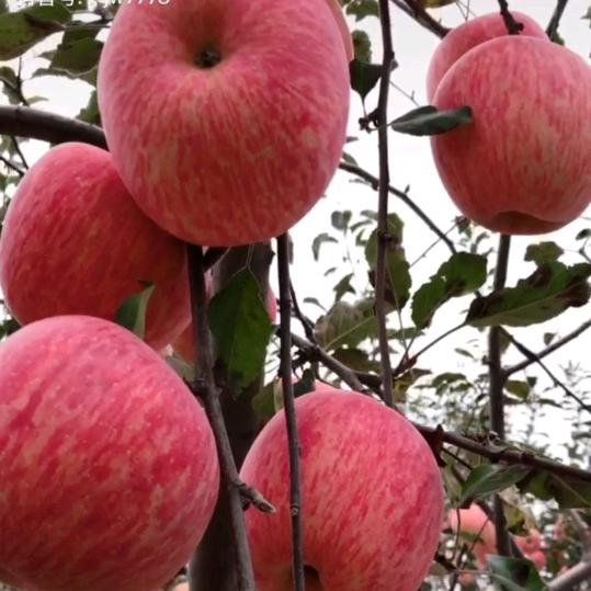 笑看今朝、今天、昨天和明天。杨宇辉