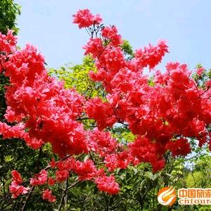 映山红（73年六月初三牛）