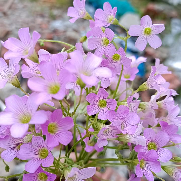 全街苏宁易购小王
