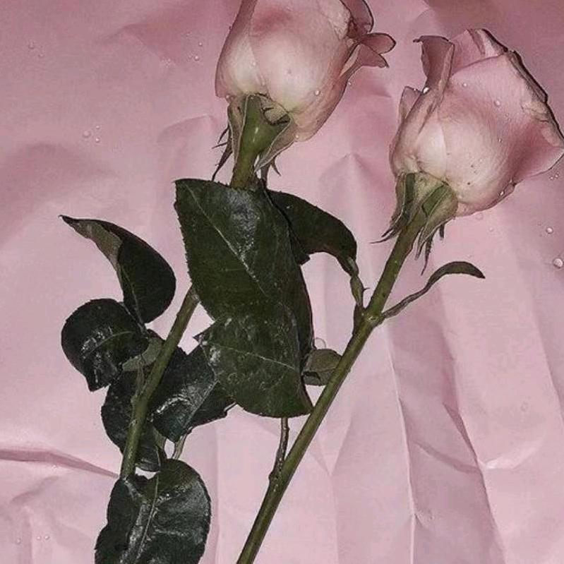 古丽米拉