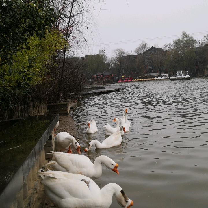 柳林风无声