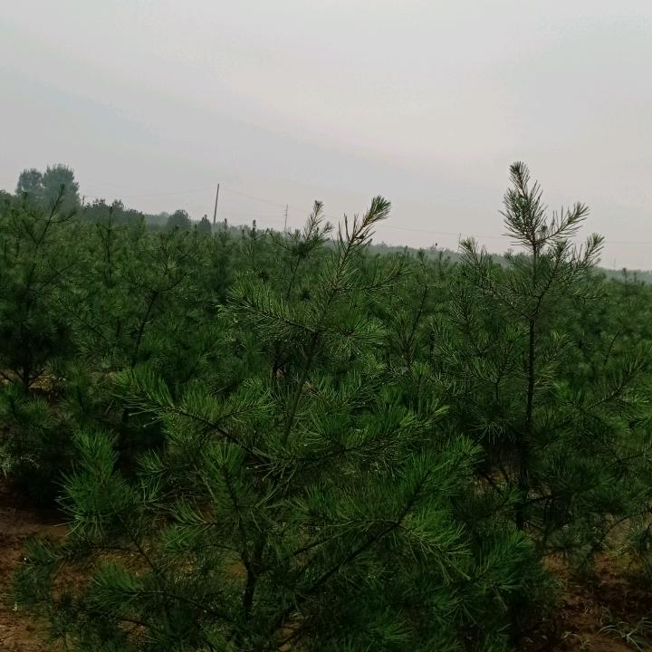 老孔
