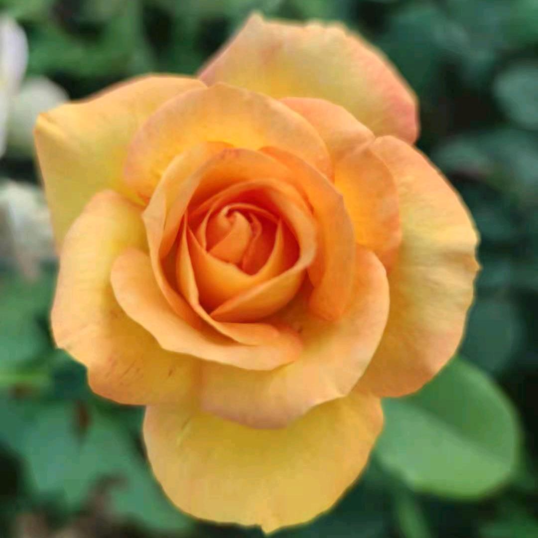 踏花湖游