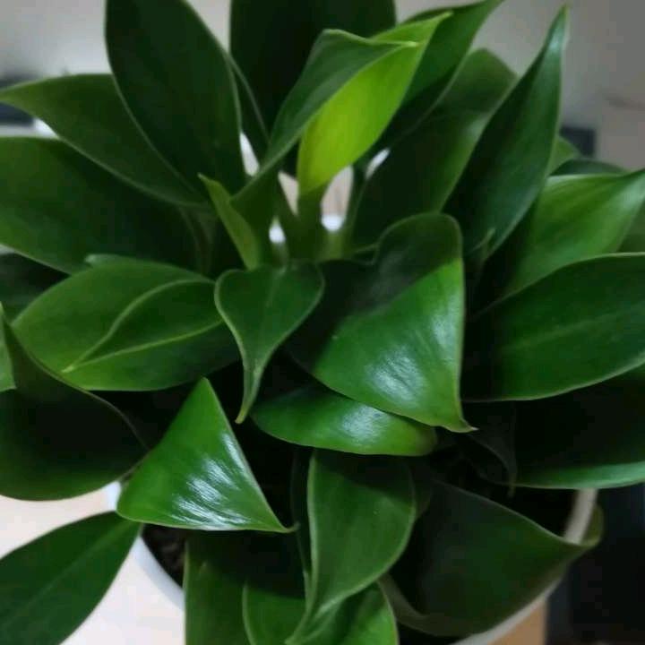 最初的信仰
