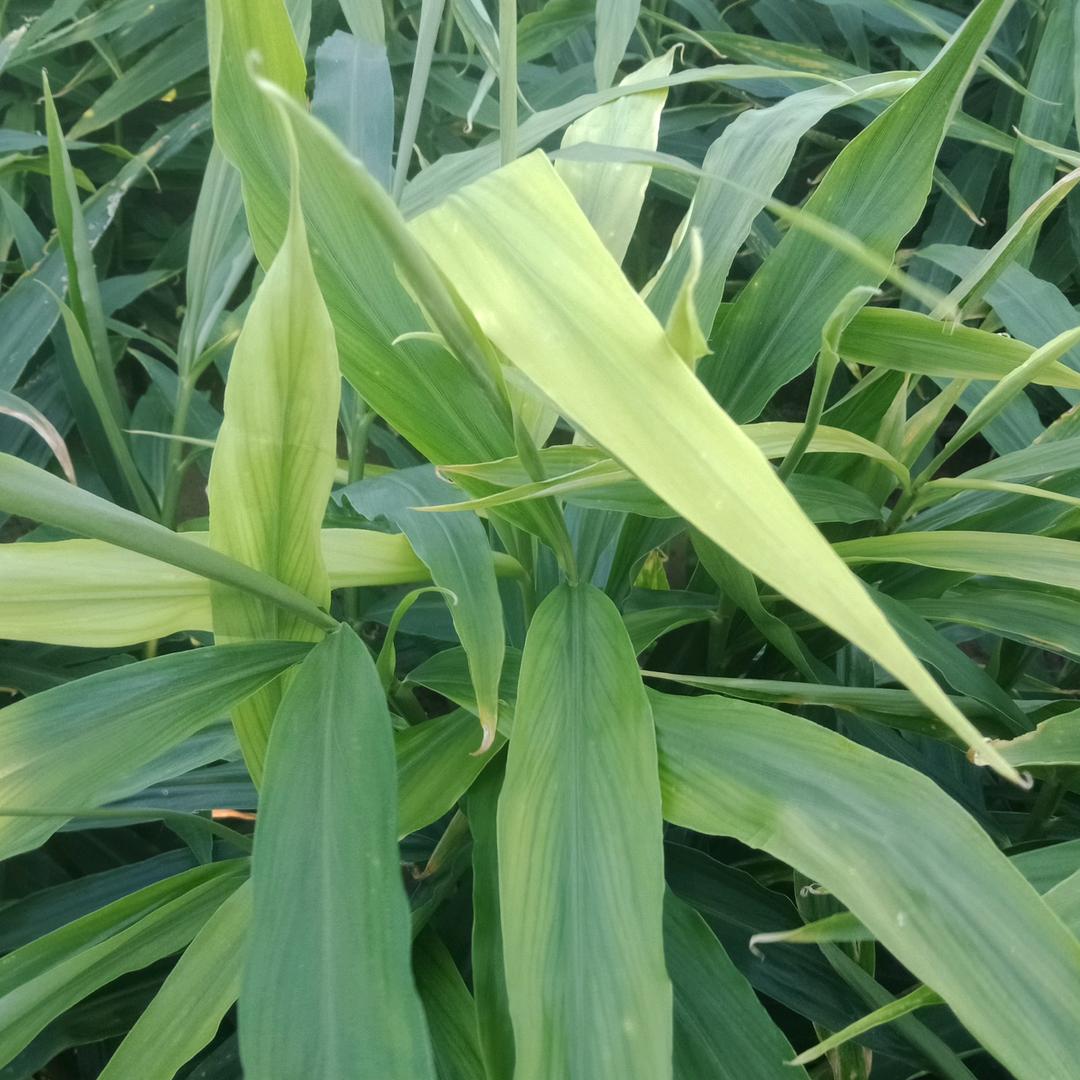 飞防植保
