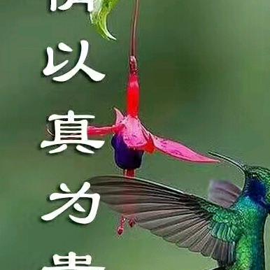 月亮不睡