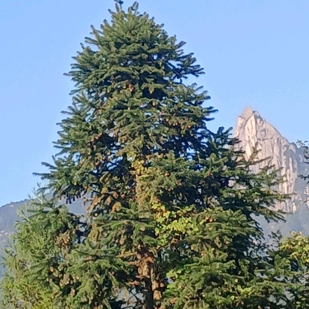 香烟最终都是灰