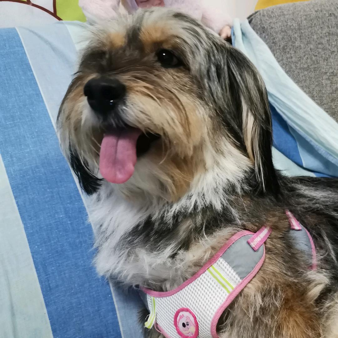 赵