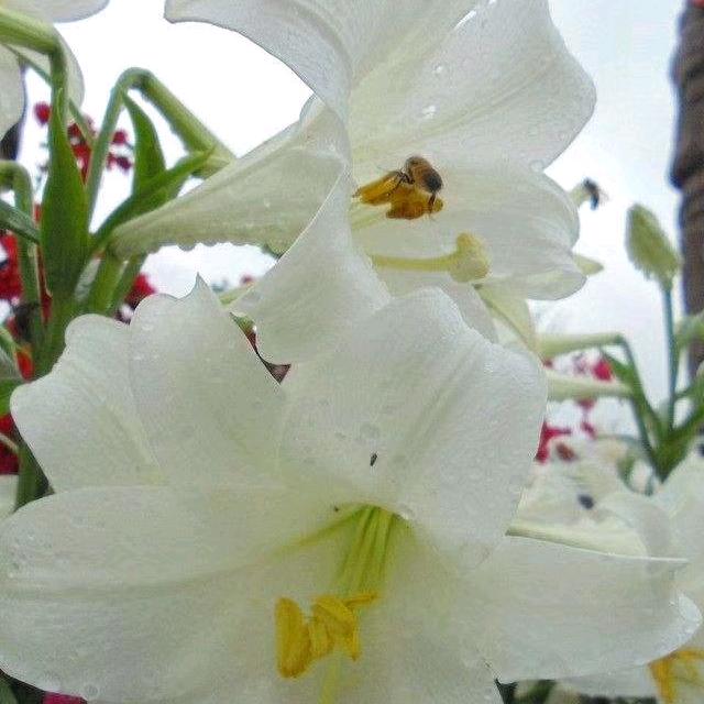 帆欣