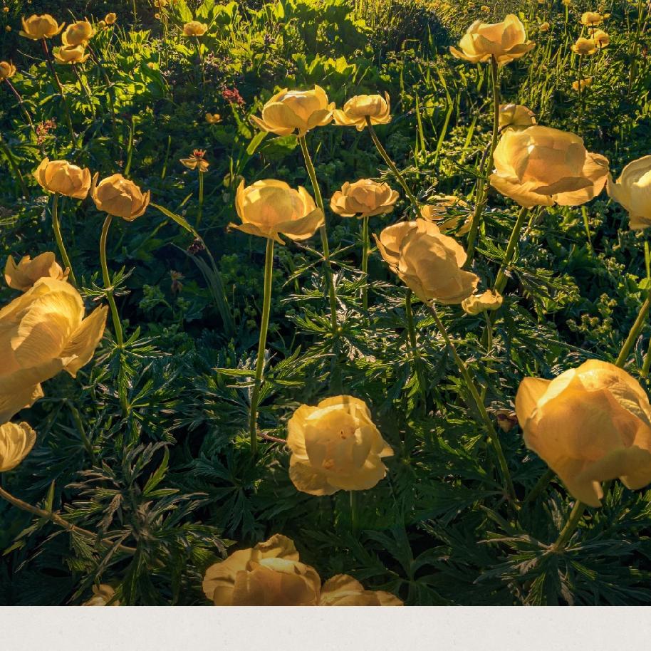 金色胡杨千层被