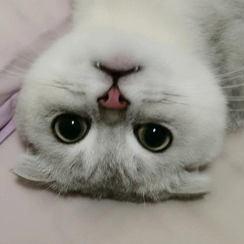 傻猫一只