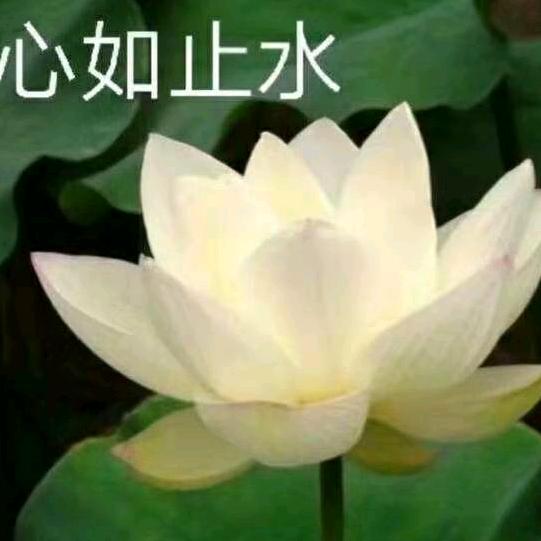 韩集靓女.