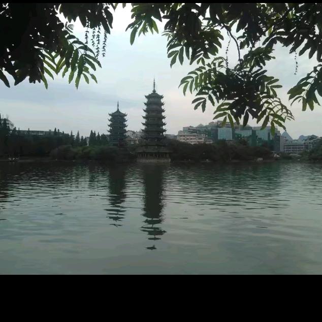 枫