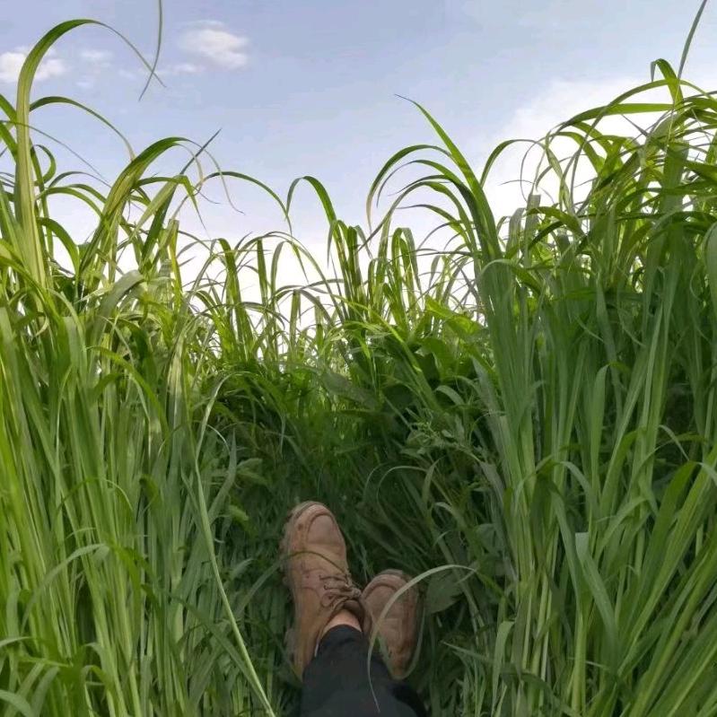 丰神俊朗陆道长