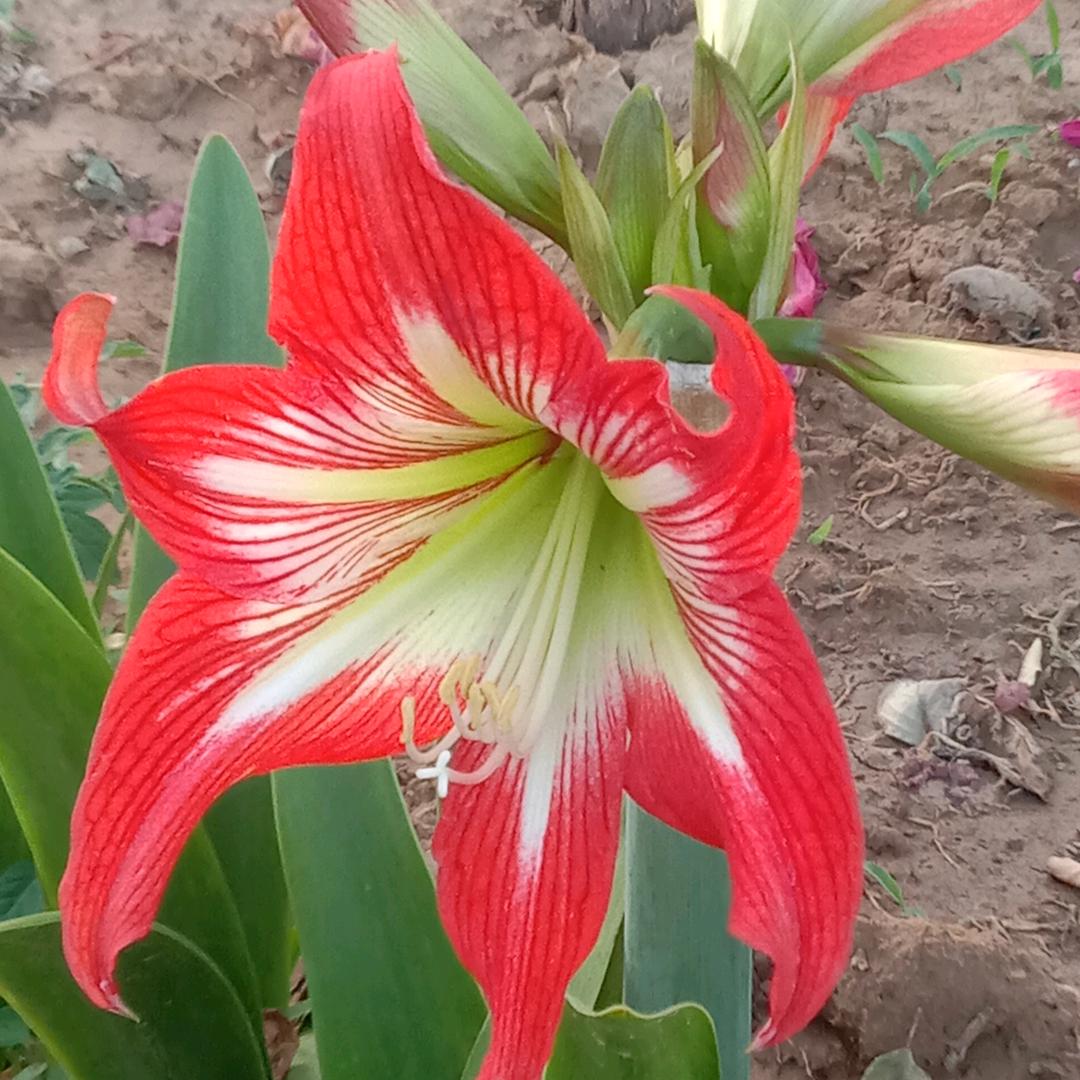 永久的思念(二零一八，五月十一)