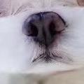 猎尚宠“宠艺往事”