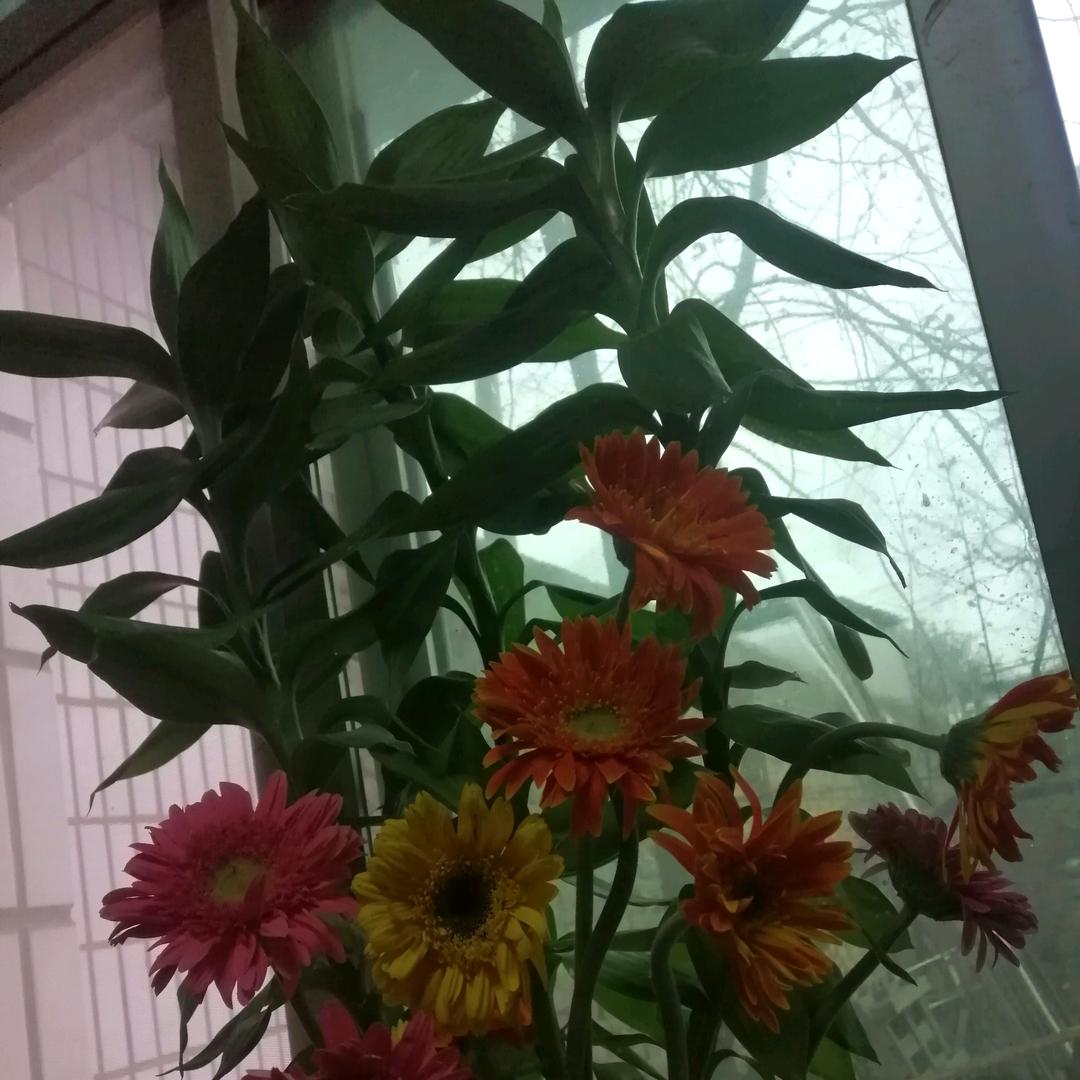 笨笨猪༺㜂༒孞༻