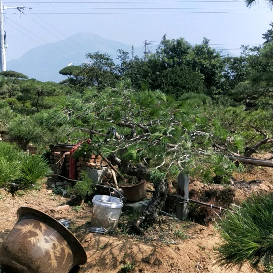 一本正经的胡说八道