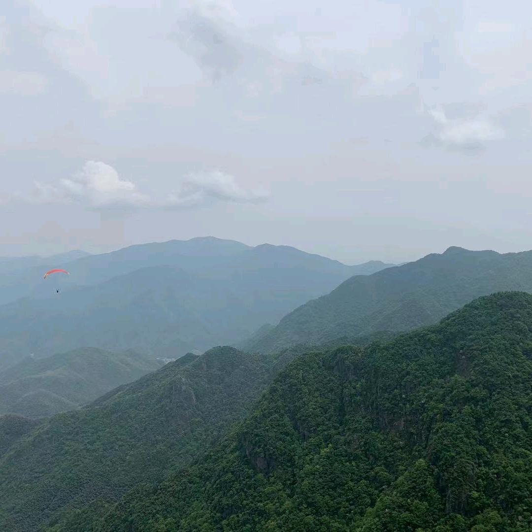 小树