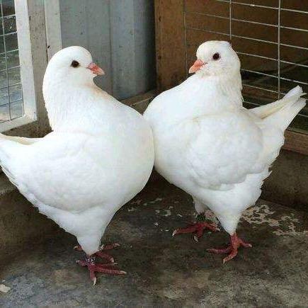 世家鸽子家庭农场