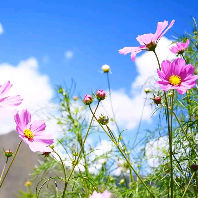 云儿格桑花头像