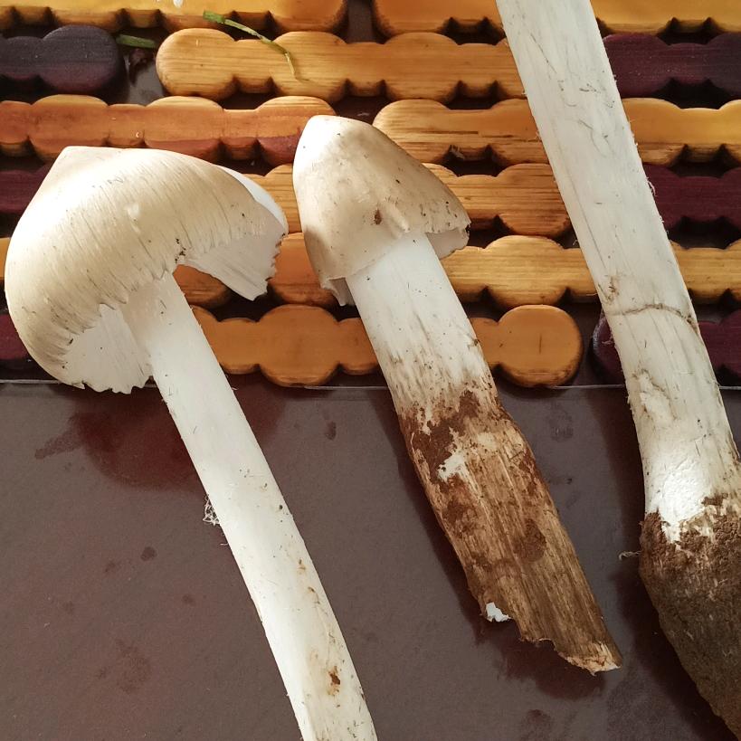 盆中休闲鱼