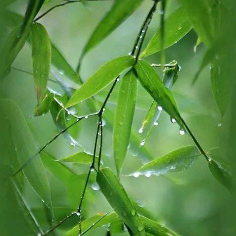 ～竹林听雨～