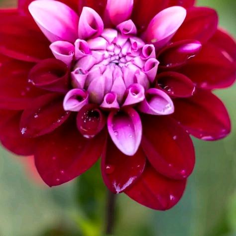 🌹幸☘️福🌺花开