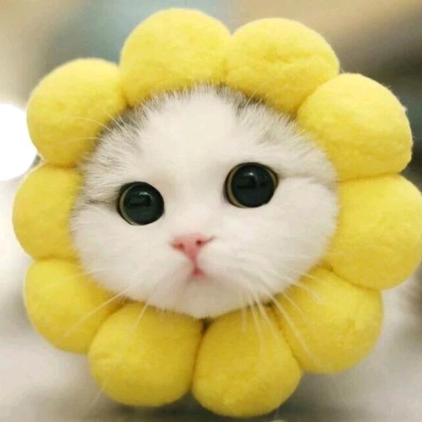 深海菠萝头＆洋芋