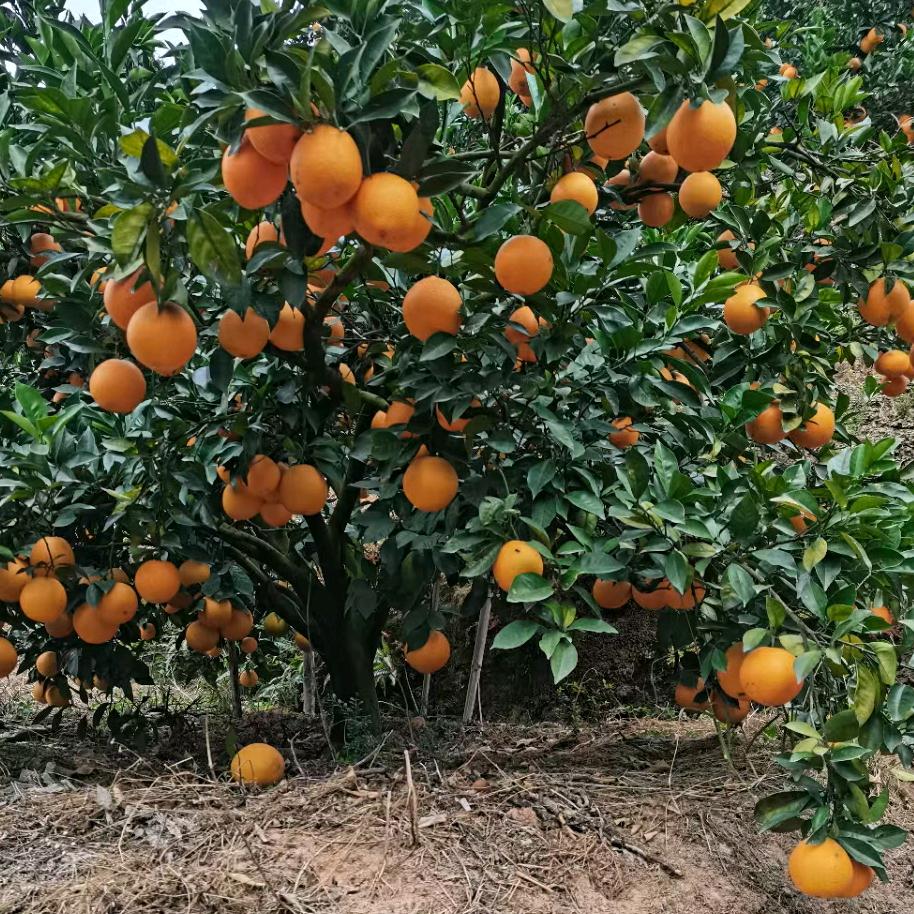 ꩵ࿌ོ࿆💞¹³⁸³逍遥🛰️鹤峰⛵ཹ࿐