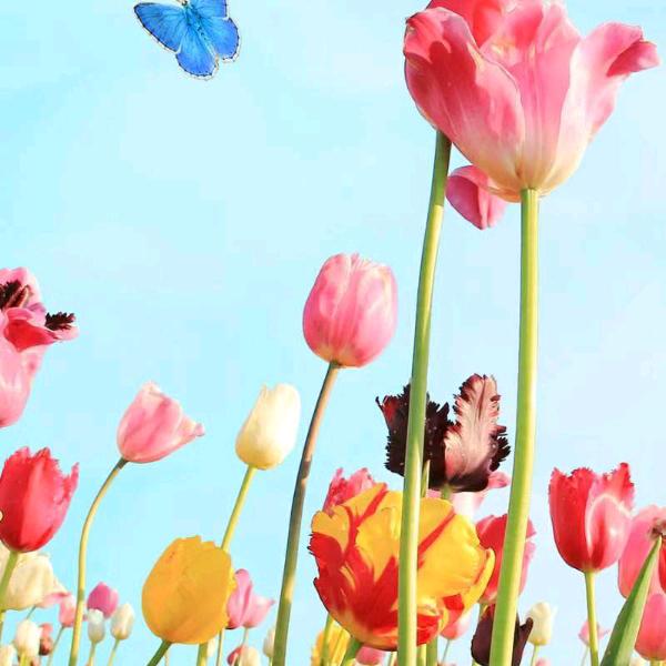 出水芙蓉