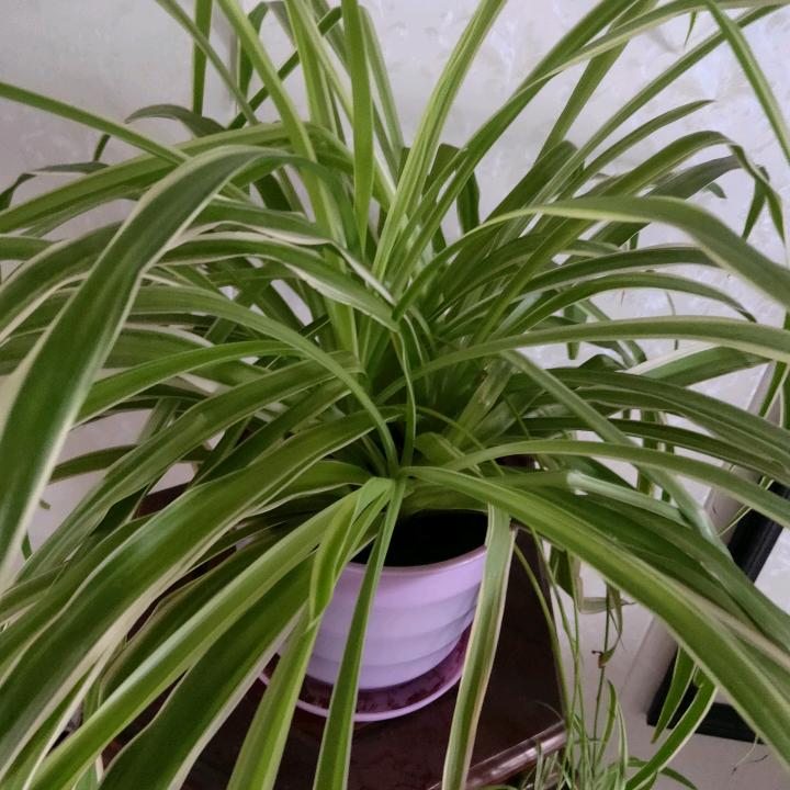 用户4297950265104陈